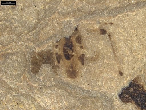 undet. Heteroptera