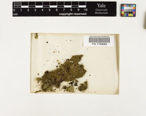 Plantae