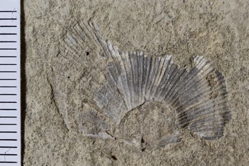 Orthotetida