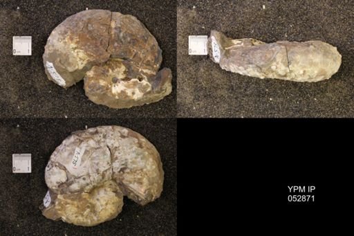Discoscaphites gulosus