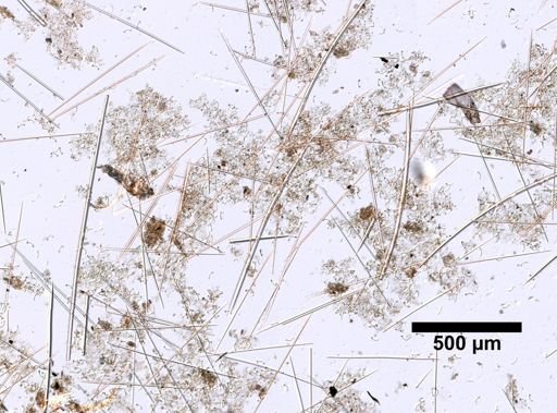 Dendoricella rhopalum