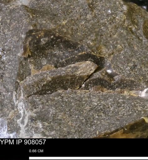 undet. Mollusca