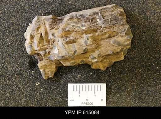 Teredo sp.