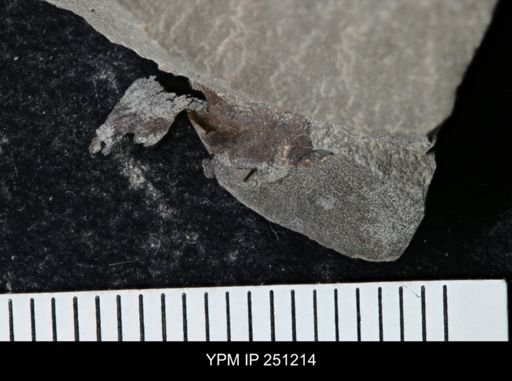 undet. Eurypterida