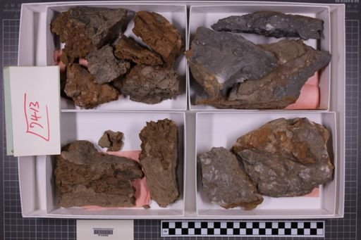 mixed taxa, stratigraphic collection