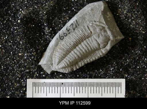 Calymene callicephala