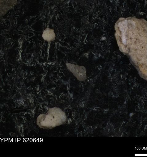 undet. Heterohelicidae