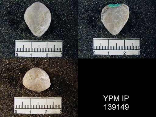 Spirigerella derbyi
