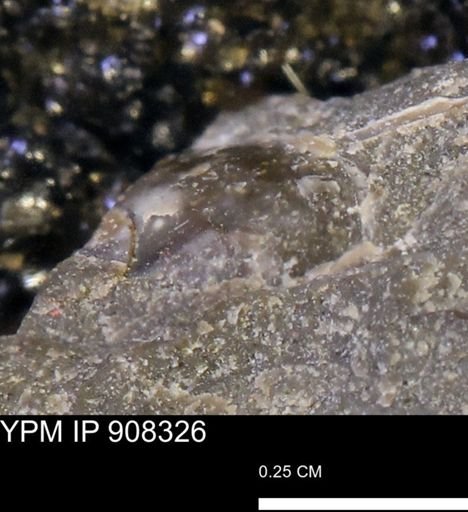 undet. Bivalvia