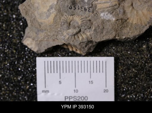 undet. Scaphitidae