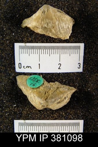 Spirifer sp.