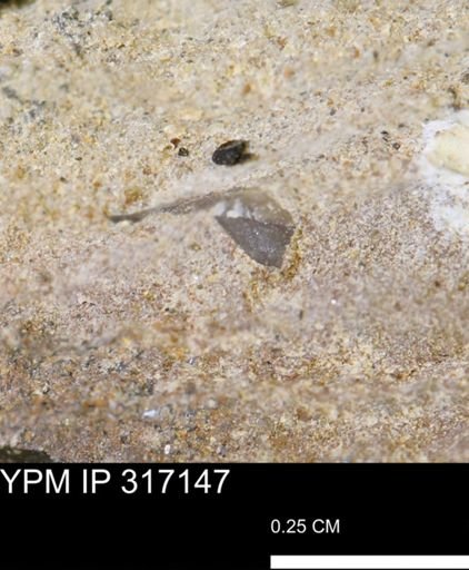 undet. Mollusca