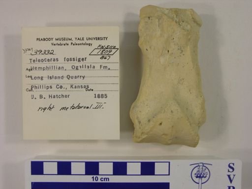 Teleoceras fossiger