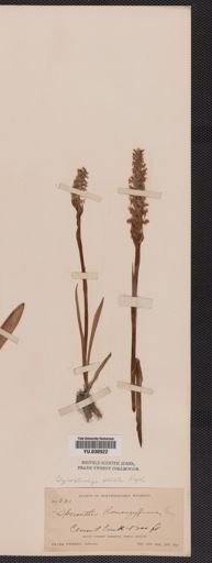Spiranthes romanzoffiana