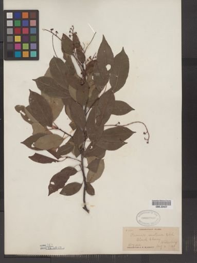 Prunus serotina