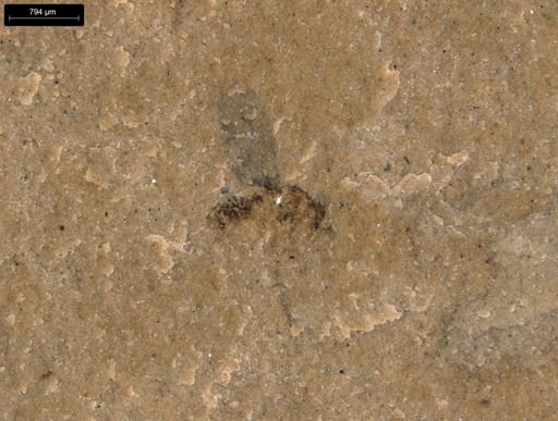 taxon undetermined