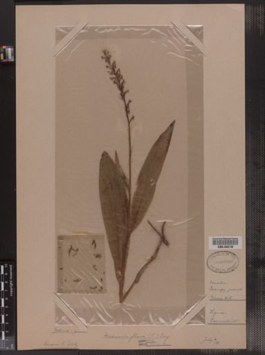 Habenaria flava