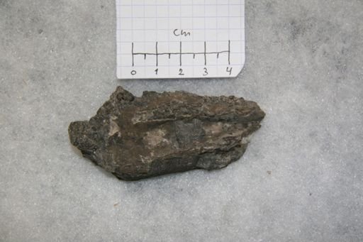 Vaginoceras piscator