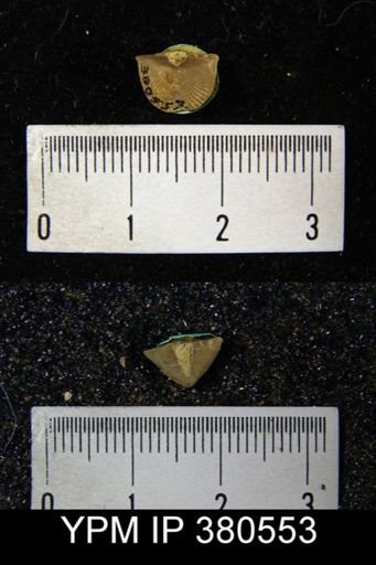 Cyrtia cyrtiniformis