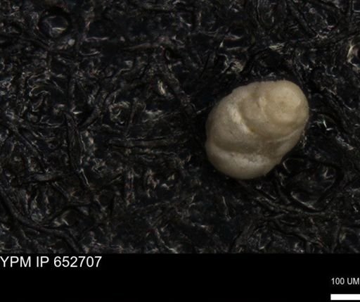 undet. Foraminiferida
