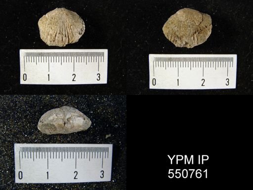 Rhynchopora illinoisensis