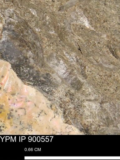 Anomia gryphorhyncha