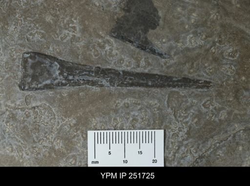 Eurypterus sp.
