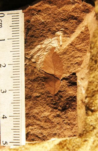 Plantae