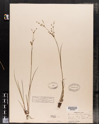 Juncus brachycephalus