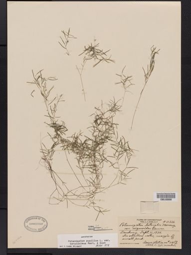Potamogeton pusillus var. tenuifolius