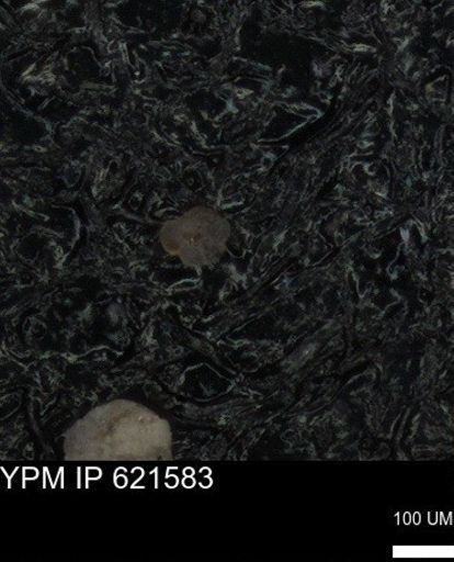 undet. Foraminiferida