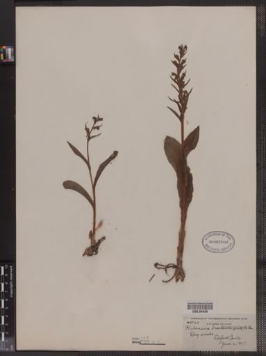 Habenaria bracteata