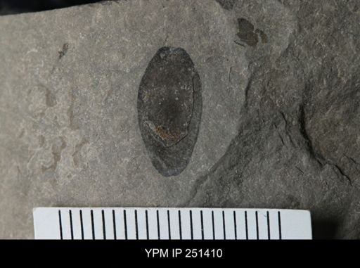 Eurypterus sp.