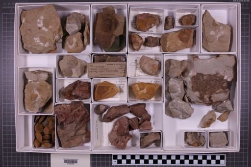 mixed taxa, stratigraphic collection