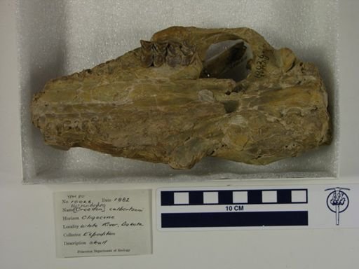 Merycoidodon culbertsoni