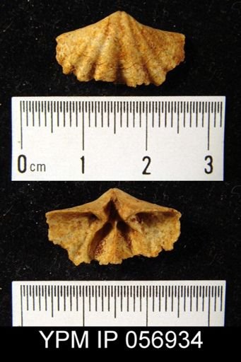 Delthyris octocostata