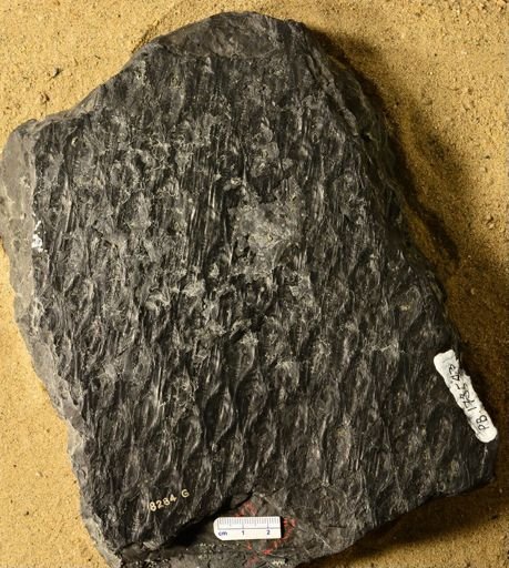 Lepidodendron sp.