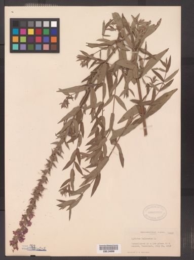 Lythrum salicaria