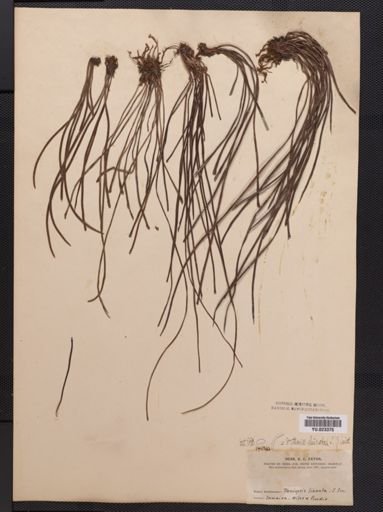 Vittaria