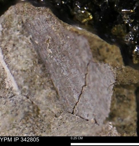 undet. Bivalvia