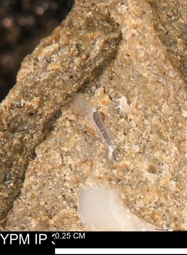 undet. Mollusca