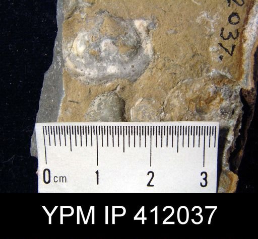 Productus sp.