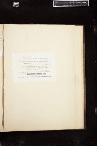 Oscillatoria margaritifera