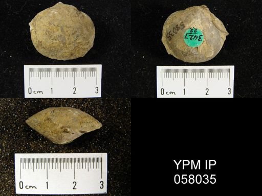 Dalmanella perelegans