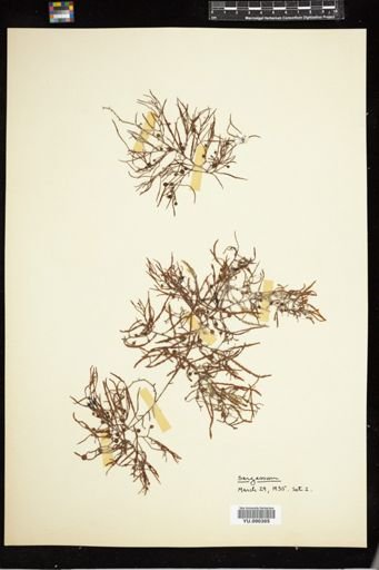 Sargassum
