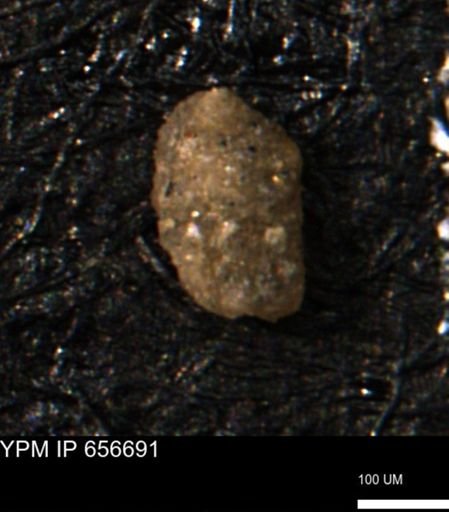 Miliammina manitobensis