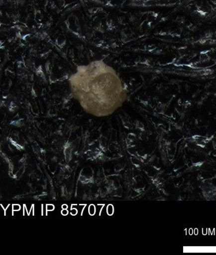 undet. Foraminiferida