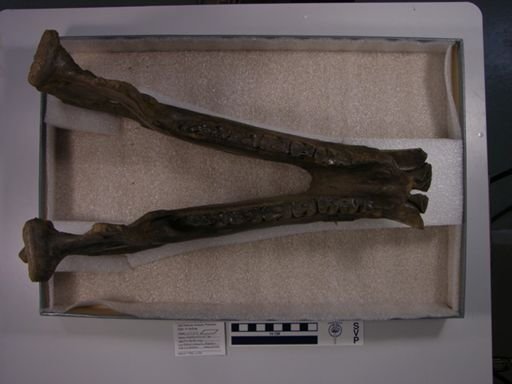Nesodon imbricatus
