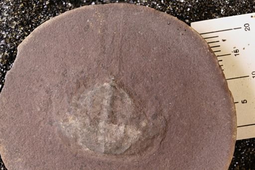 Euproops danae