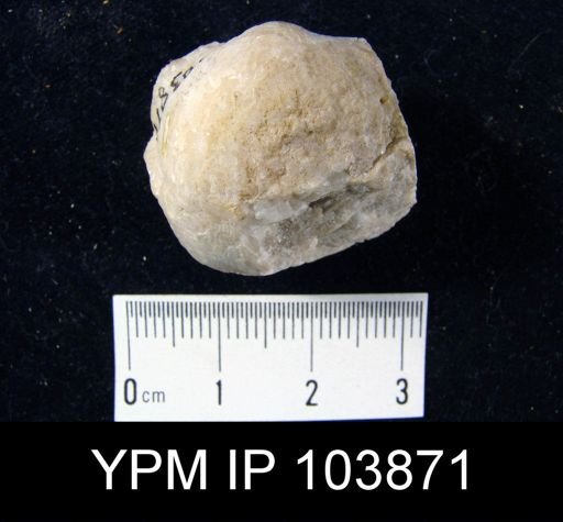 Stropheodonta sp.